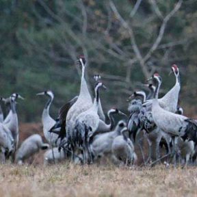 Observer les Grues cendrées dans la réserve nationale de chasse d