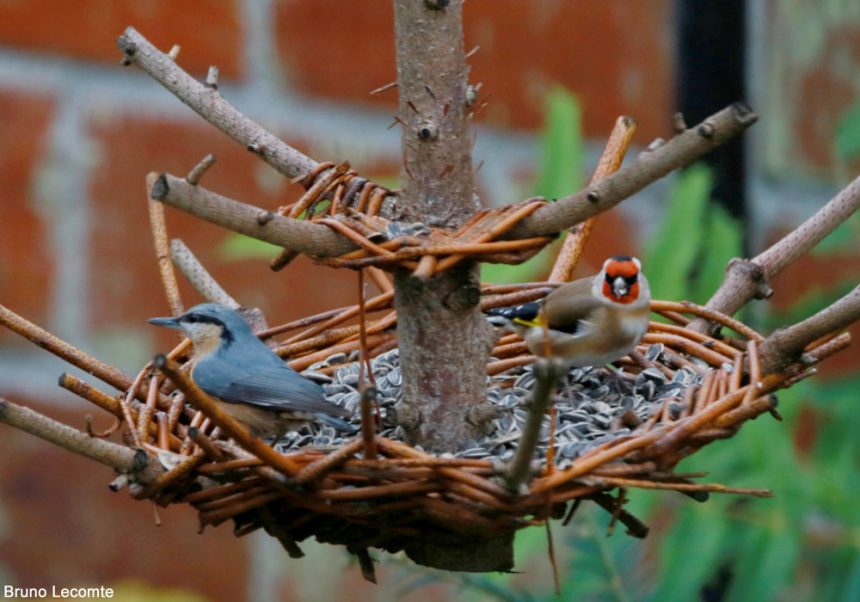 Comment Nourrir Les Oiseaux En Hiver Ornithomedia