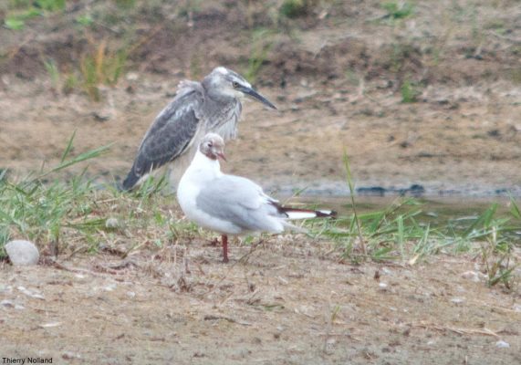 Un Second Cas D Hybridation Entre Une Aigrette Garzette Et Un H Ron