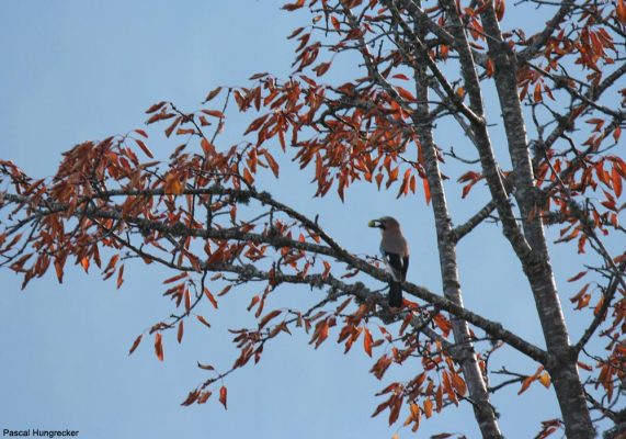 L Importante Production De Glands De L Automne Devrait Profiter