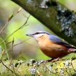 Sittelle torchepot en forêt