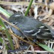 La  longévité des oiseaux du sud du Chili : une piste contre le vieillissement ?