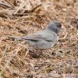 Le changement climatique augmenterait la taille des oiseaux californiens