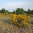 Le Döberitzer Heide, au pays de la Fauvette épervière