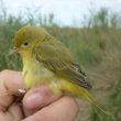 Première mention de la Paruline jaune pour la France et l’Europe continentale