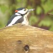 Faites moins de bruit et vous verrez plus d’oiseaux en ville