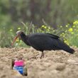 Un Ibis chauve observé en Ardèche