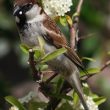 Le Moineau cisalpin est bien une espèce distincte