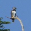 Première observation d’une Harpie féroce au Mexique depuis 13 ans