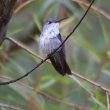 A la recherche des colibris endémiques du Pérou