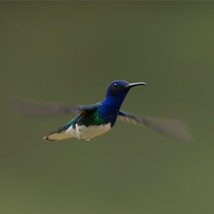 Les colibris repèrent le danger grâce à leur odorat - Sciences et