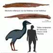 Un oiseau géant qui aurait vécu avec les dinosaures