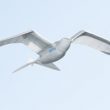 Smartbird et Nano, un robot et un drone imitant les vols des oiseaux