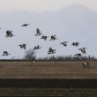 Trois bons secteurs pour observer les oiseaux dans les plaines slovaques