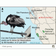 Cinq Condors de Californie près de la Silicon Valley !