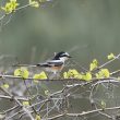 Pourquoi visiter l’île de Lesbos pour observer les oiseaux ?