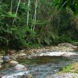 Découvrir la Mata Atlântica au Brésil avec Rick Simpson