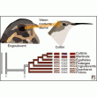 Une possible évolution d’oiseaux diurnes à partir d’espèces nocturnes ?