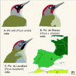 Pics vert, de Sharpe et de Levaillant : où en sommes-nous ?