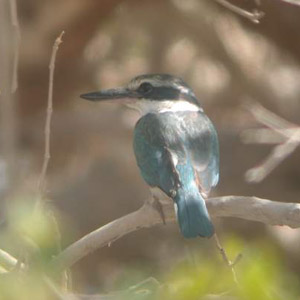 La sous-espèce kalbaensis du Martin-chasseur à collier blanc est en déclin sévère