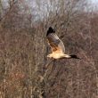 Les Aigles de Bonelli juvéniles forment des dortoirs collectifs