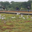 Une colonie de Mouettes mélanocéphales et de Goélands cendrés sur un toit