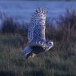 Invasion d’Harfangs des neiges aux Etats-Unis