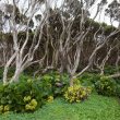 À la découverte des oiseaux des îles Snares, Auckland et Campbell (Nouvelle-Zélande)