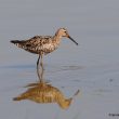 Bécasseau échasse (Micropalama himantopus) | Franck Jouandoudet