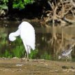 Bécasseau échasse et Aigrette garzette | Franck Jouandoudet