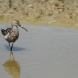 Bécasseau échasse | Grenon Joris