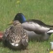 Le rôle possible de la couleur des paupières des canards