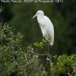 La Grande Aigrette a niché pour la première fois en Belgique !