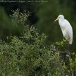 Grande Aigrette  s’étant reproduite en Belgique | Thierry Tancrez