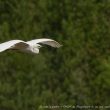 Grande Aigrette en plumage nuptial | Thierry Tancrez