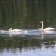 Un couple incestueux de Cygnes chanteurs