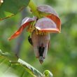 Certains pics apprécient le nectar des fleurs