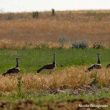 + 40 % de Grandes Outardes dans une zone protégée de Castille-et-León !