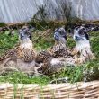 18 poussins de balbuzards sont arrivés en Andalousie en provenance d’Allemagne