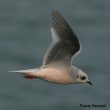 Découverte de nouveaux cas de nidification de la Mouette de Ross au Canada