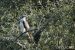 Balbuzard pêcheur | Pandion haliaetus | Osprey