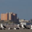 Berck, le rendez-vous des marins | François Lelièvre