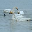 Pourquoi les fuligules suivent-ils les cygnes sur l’eau ?