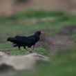 Craves à bec rouge se nourrissant sur l’île d’Ouessant | Marc Fasol