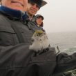 Ces oiseaux qui voyagent sur des bateaux