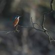 Martin-pêcheur d’Europe à Plate-Taille | Marc Fasol