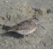 Bécassin à bec court | Limnodromus griseus | Short-billed Dowitcher