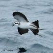 Observer les oiseaux après le passage de Sandy, l’ouragan « Frankenstein »