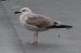 Goéland pontique | Larus cachinnans | Caspian Gull