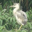 Un hybride naturel entre une aigrette et un crabier